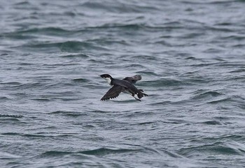 Ancient Murrelet 茨城県 Fri, 2/24/2017