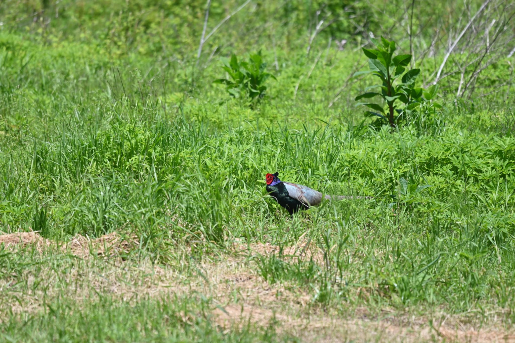 Green Pheasant