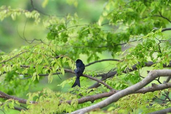 オウチュウ 粟島 2016年5月5日(木)