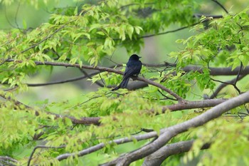 オウチュウ 粟島 2016年5月5日(木)