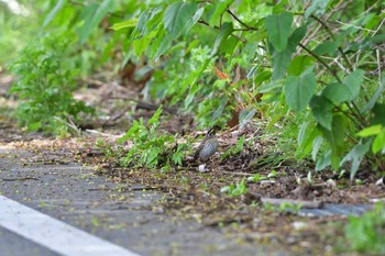 キマユホオジロ 粟島 2016年5月5日(木)