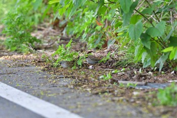 Yellow-browed Bunting Awashima Island Thu, 5/5/2016