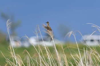 Oriental Reed Warbler Watarase Yusuichi (Wetland) Sun, 5/2/2021