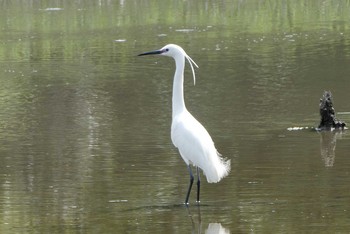 コサギ 葛西臨海公園 2021年5月4日(火)