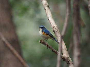 Red-flanked Bluetail Meiji Jingu(Meiji Shrine) Sat, 3/4/2017