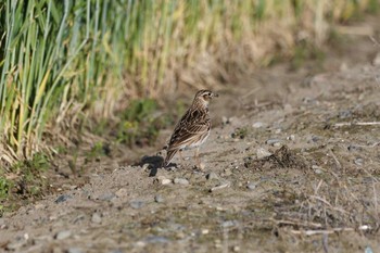 Eurasian Skylark Watarase Yusuichi (Wetland) Sun, 5/2/2021