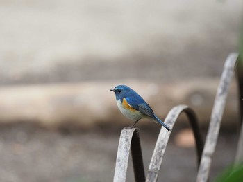 Red-flanked Bluetail Meiji Jingu(Meiji Shrine) Sat, 3/4/2017