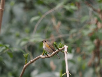 Red-flanked Bluetail Meiji Jingu(Meiji Shrine) Sat, 3/4/2017