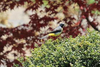 Grey Wagtail 國田家の芝桜 Thu, 5/6/2021