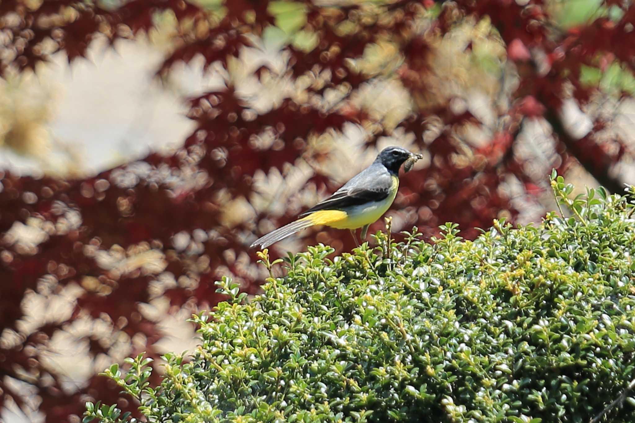 Photo of Grey Wagtail at 國田家の芝桜 by ごろう