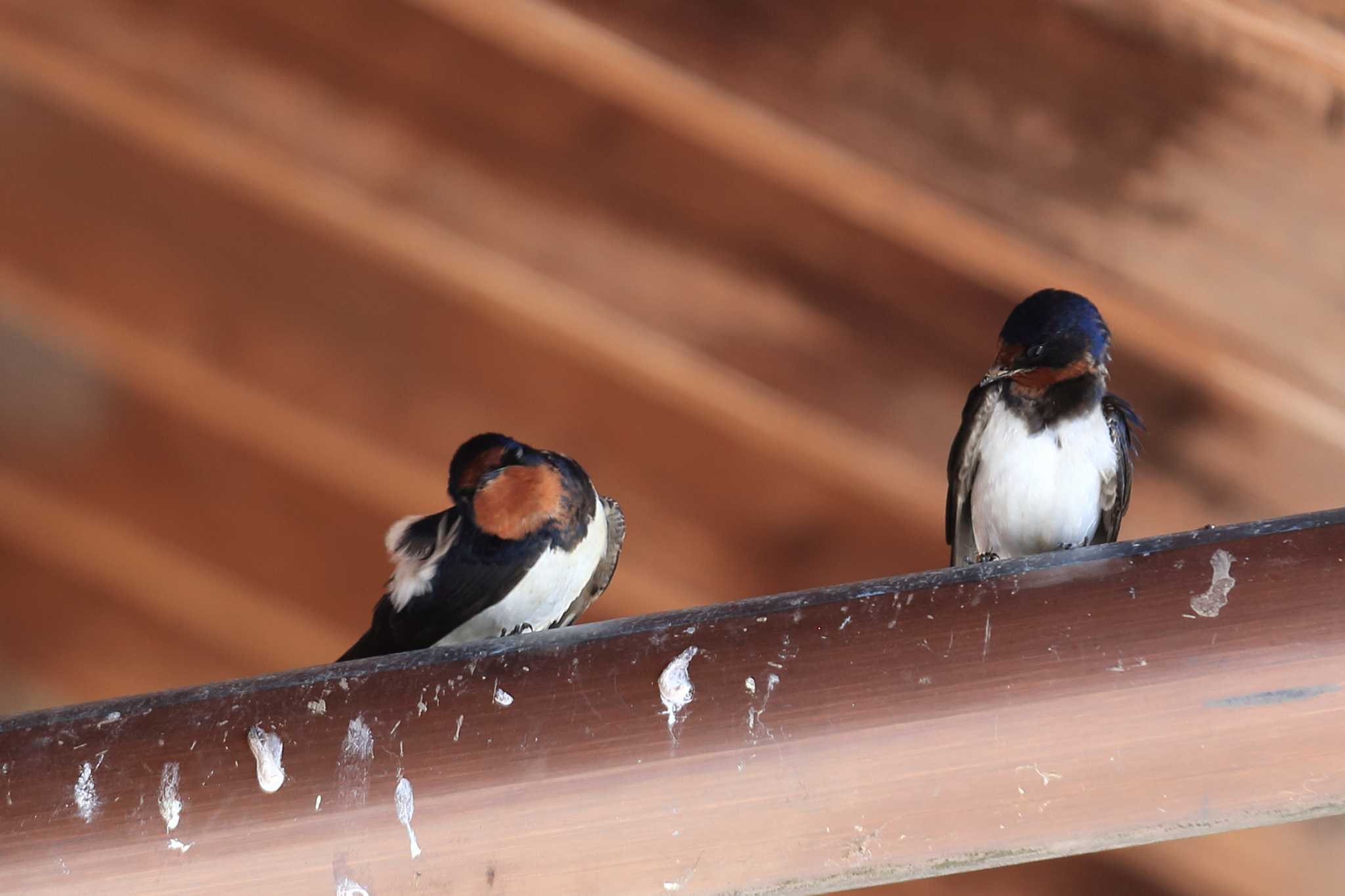 Photo of Barn Swallow at 道の駅　明宝 by ごろう