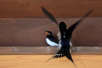 Barn Swallow 道の駅　明宝 Thu, 5/6/2021