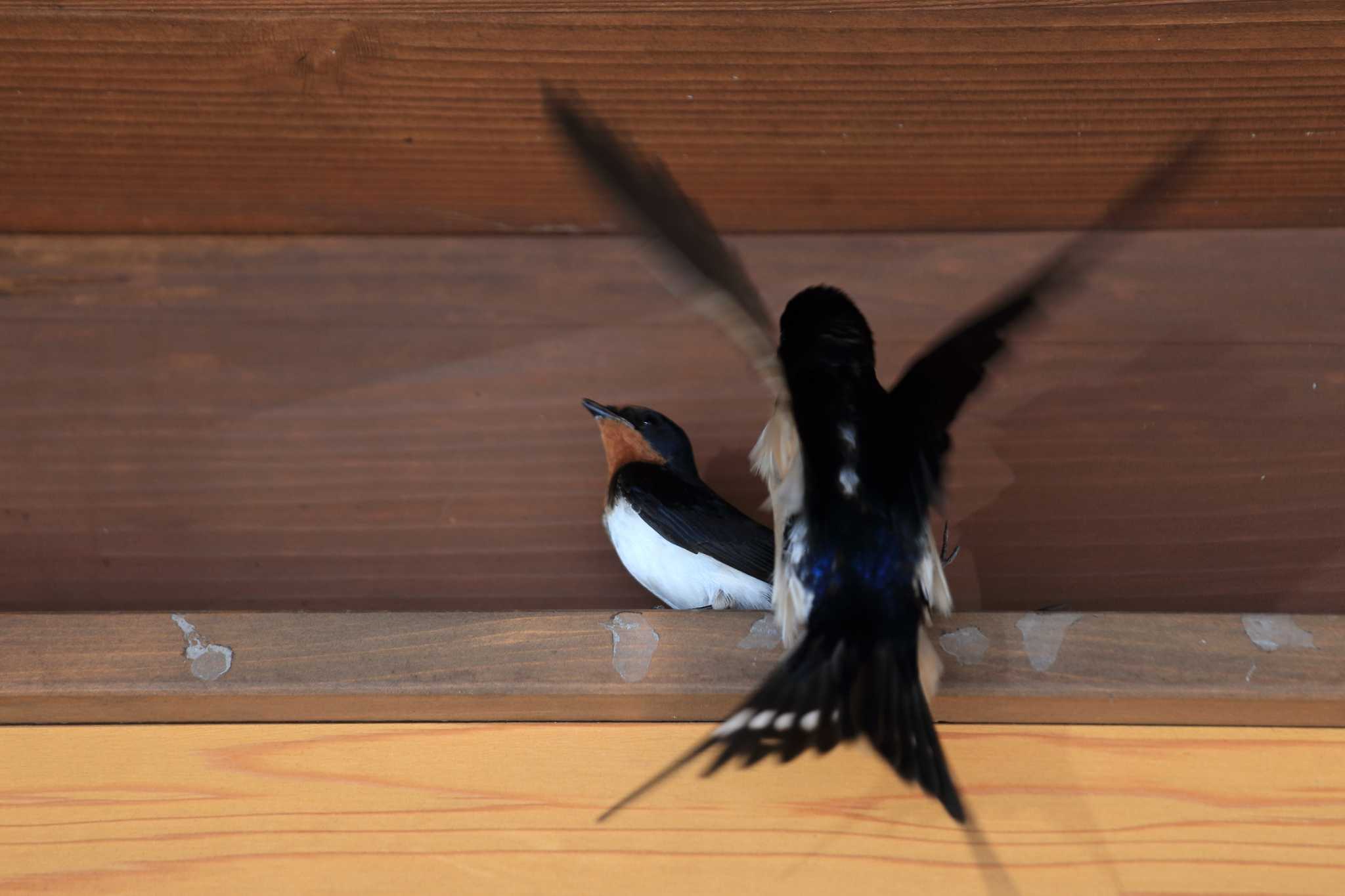 Photo of Barn Swallow at 道の駅　明宝 by ごろう