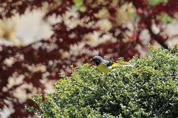 キセキレイ 國田家の芝桜 2021年5月6日(木)