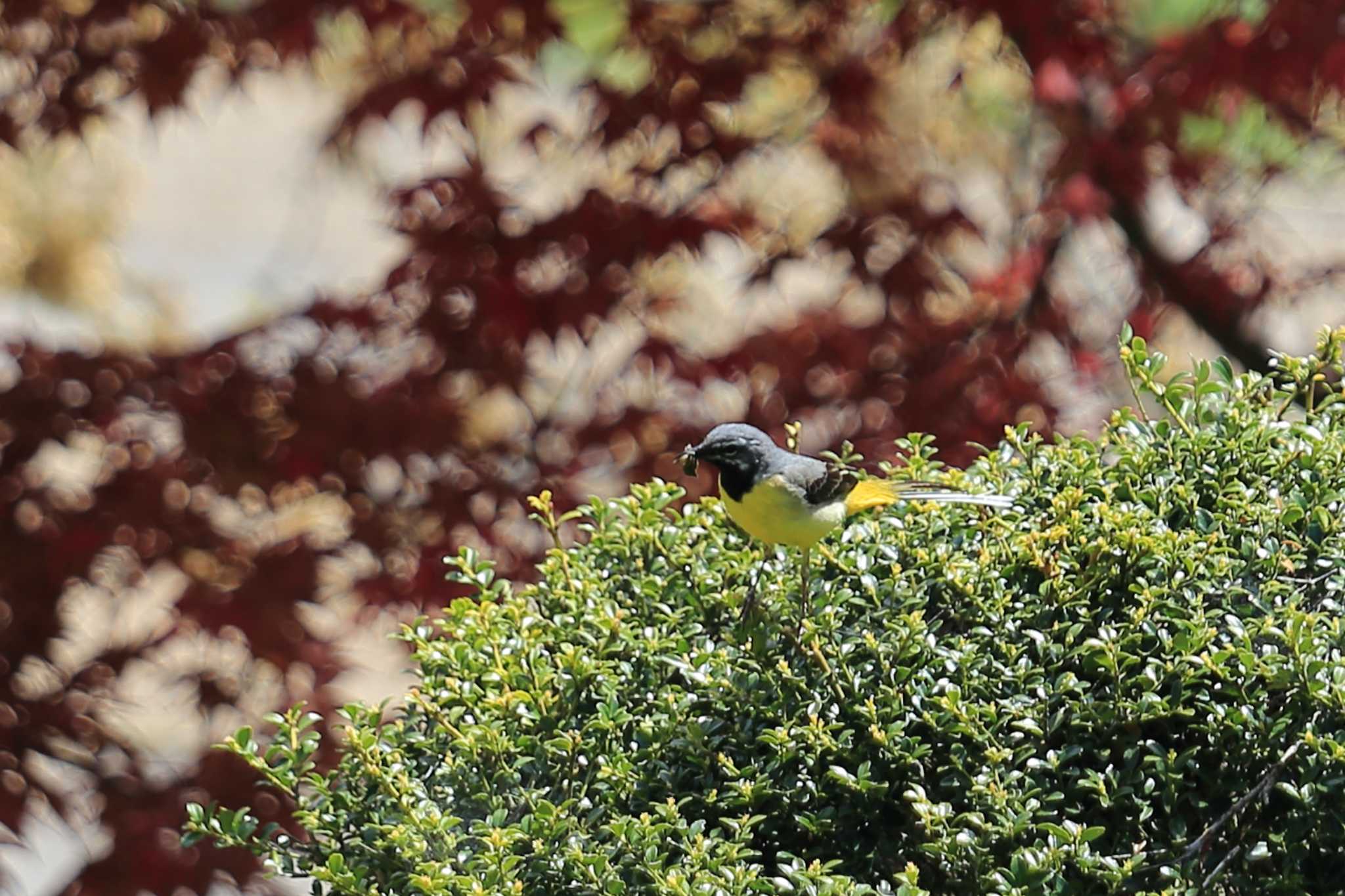 Photo of Grey Wagtail at 國田家の芝桜 by ごろう