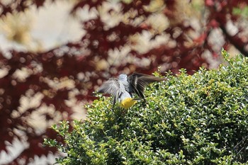 Grey Wagtail 國田家の芝桜 Thu, 5/6/2021