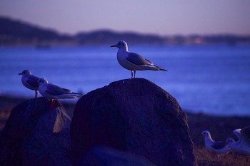 ユリカモメ 神奈川県小田原市 酒匂川河口 2018年12月31日(月)