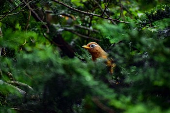 ガビチョウ 静岡県函南町 2018年8月13日(月)