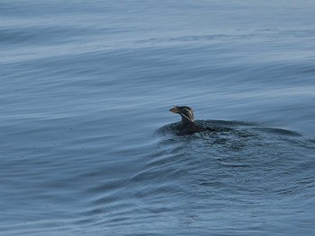 ウトウ 舳倉島 2021年3月11日(木)