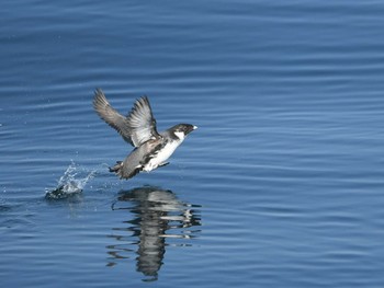 ウミスズメ 舳倉島 2021年3月11日(木)