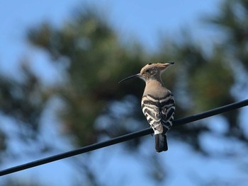 2021年3月11日(木) 舳倉島の野鳥観察記録