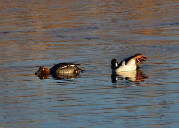 Common Goldeneye 東京都 Sat, 2/4/2017