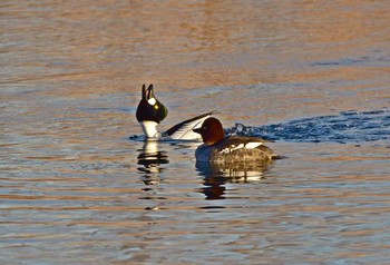 Common Goldeneye 東京都 Sat, 2/4/2017