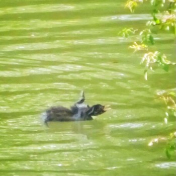 2021年5月6日(木) ひき岩群国民休養地の野鳥観察記録