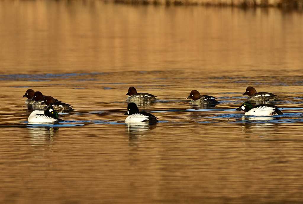 Photo of Common Goldeneye at 東京都 by くまのみ