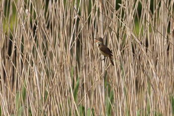 Oriental Reed Warbler 守谷市 Tue, 5/4/2021