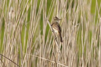 Oriental Reed Warbler 守谷市 Tue, 5/4/2021