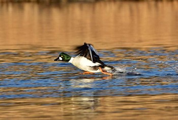 Common Goldeneye 東京都 Sat, 2/4/2017