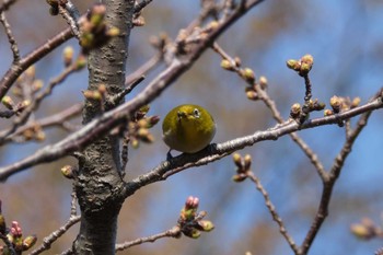 メジロ 長居公園植物園 2021年3月24日(水)