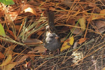 クロジ 三重県桑名市　九華公園 2014年12月21日(日)