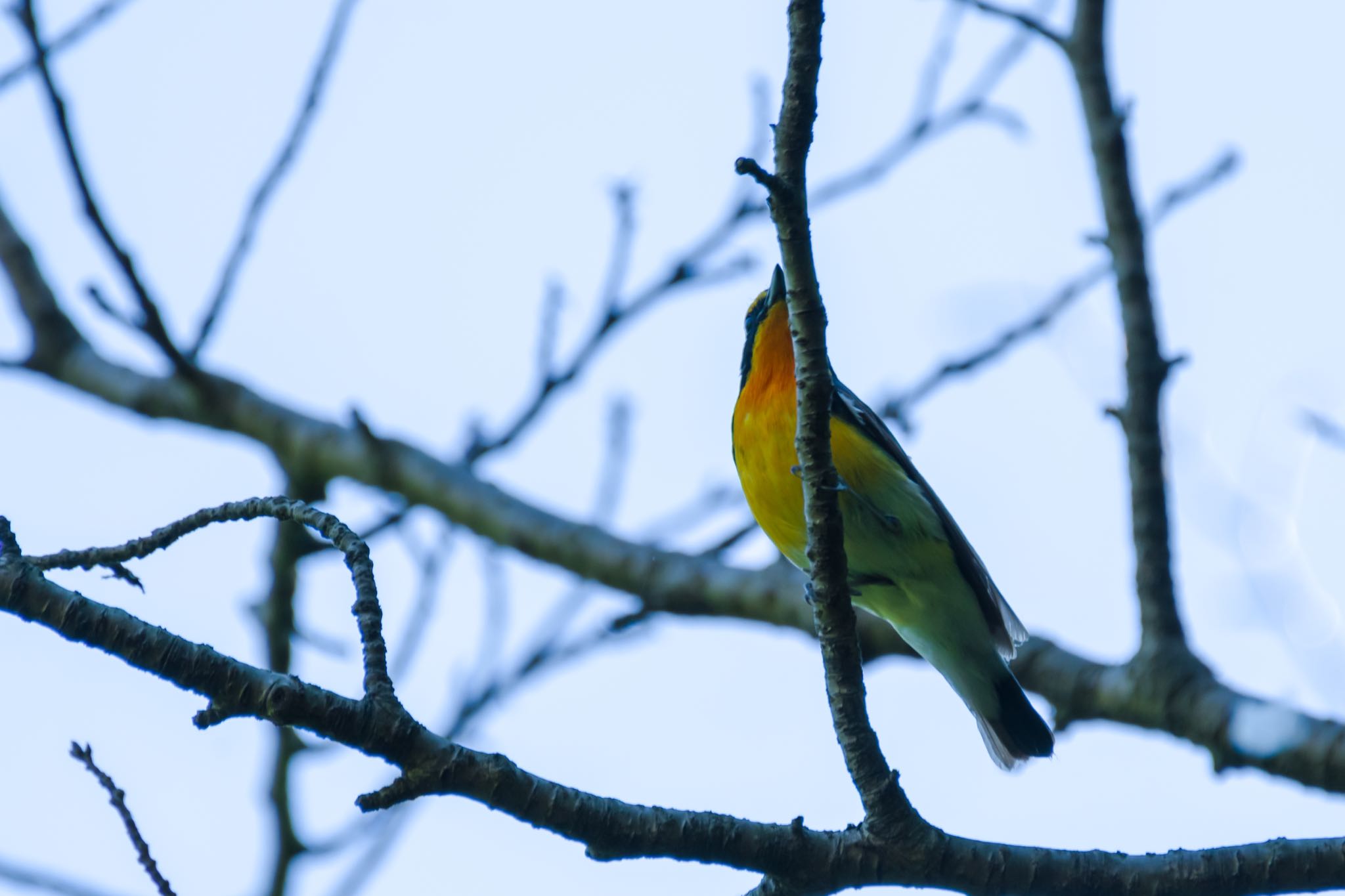 秋ヶ瀬公園 キビタキの写真 by Marco Birds