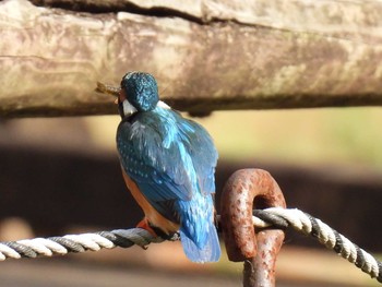 カワセミ 薬師池公園 2021年5月6日(木)