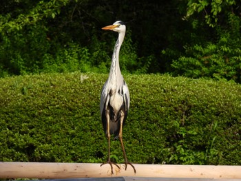 アオサギ 薬師池公園 2021年5月6日(木)