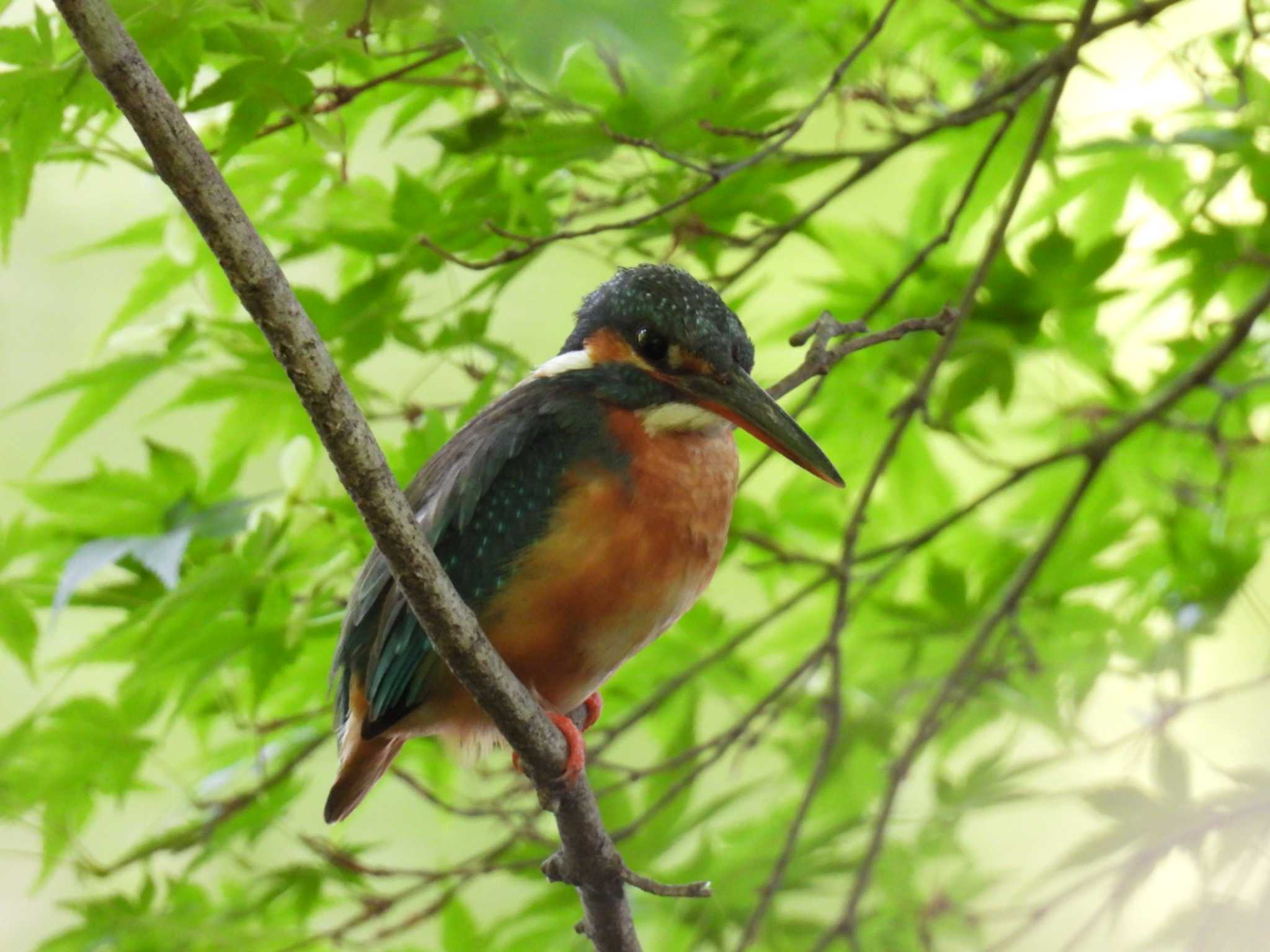 薬師池公園 カワセミの写真 by しもきち野鳥