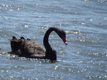 Black Swan 千波湖公園 Sun, 4/18/2021