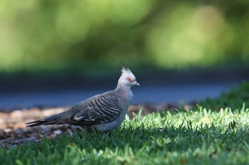 Crested Pigeon Royal Botanic Gardens Sydney Thu, 2/9/2017