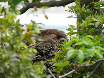 トビ 野島公園 2021年5月6日(木)