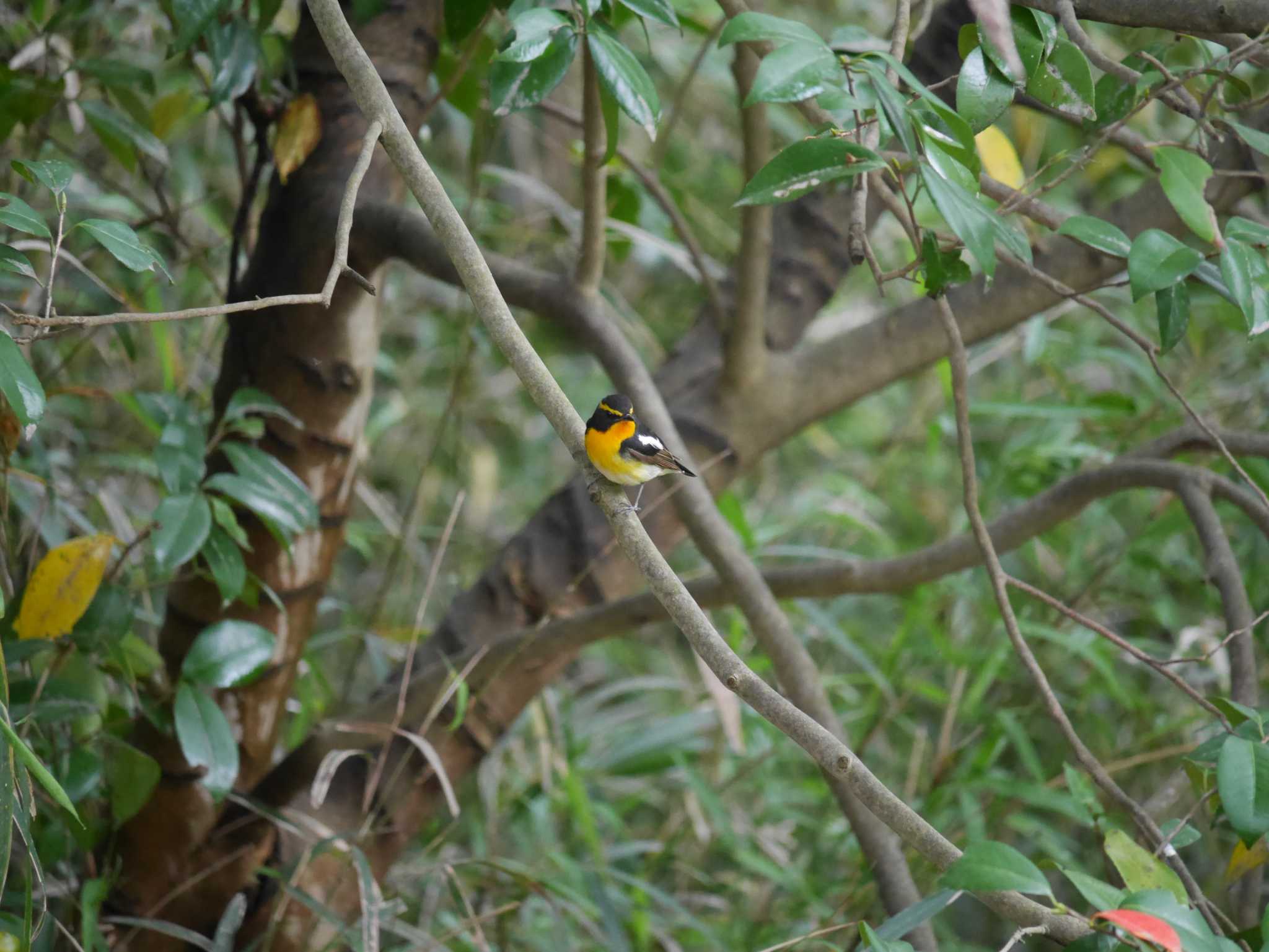 Photo of Narcissus Flycatcher at 野島公園 by 丁稚