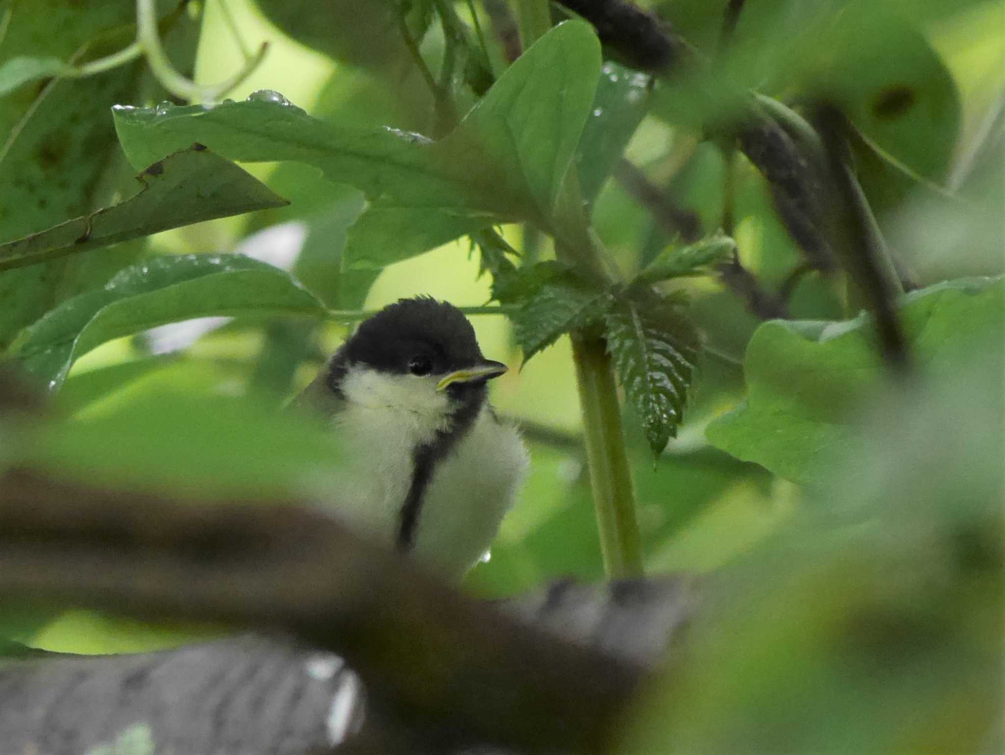 Photo of Japanese Tit at 野島公園 by 丁稚