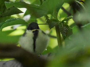 2021年5月6日(木) 野島公園の野鳥観察記録