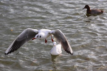 ユリカモメ 三重県桑名市　九華公園 2014年12月14日(日)