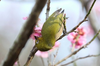 Warbling White-eye 須磨離宮公園 Sat, 2/20/2021