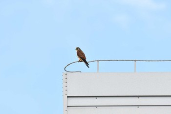 Sun, 5/2/2021 Birding report at 越辺川(埼玉県川島町)