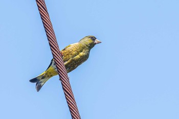 カワラヒワ 皿池(明石市大久保町) 2021年4月25日(日)