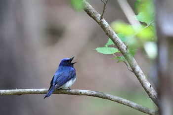 Blue-and-white Flycatcher Hayatogawa Forest Road Sun, 5/2/2021