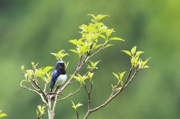 Blue-and-white Flycatcher 日向林道 Sat, 5/1/2021